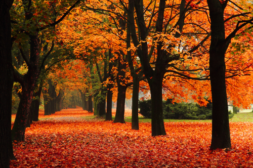 parques temáticos en otoño